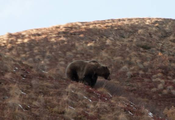 Um enorme grizzly macho caminha pelo Denali National Park, no Alaska